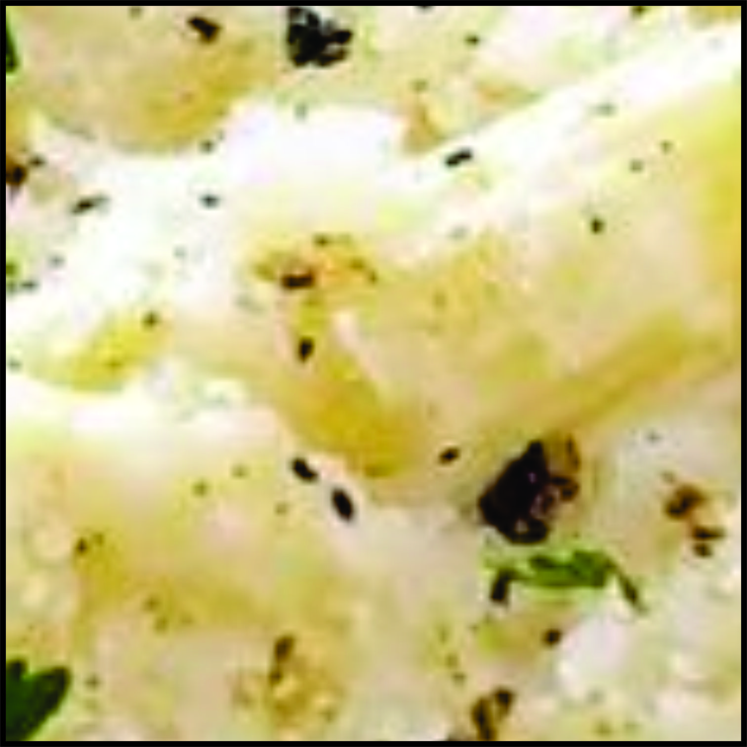 creamy white pasta